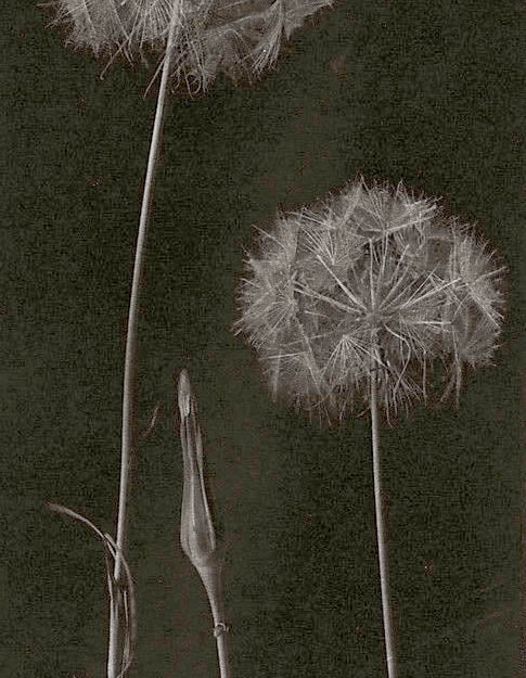 INGREDIENTS SPOT LIGHT: DANDELION