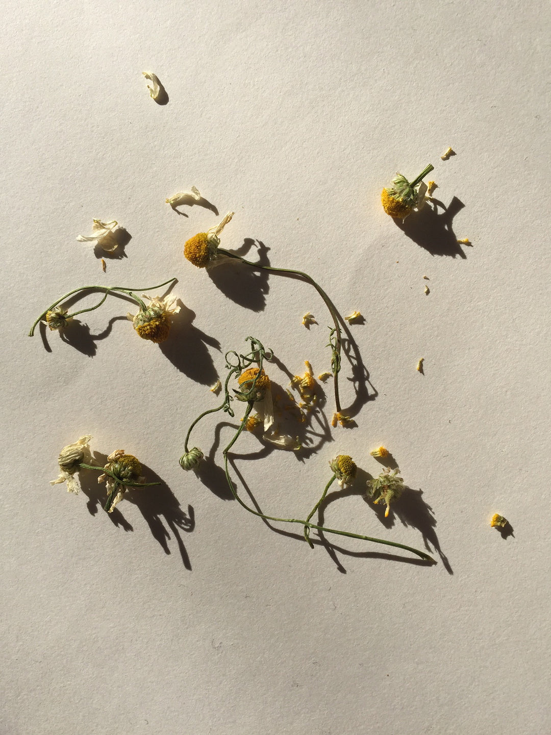 THE WONDERS OF CHAMOMILE / Hero ingredient in my 'Luminous Beauty Balm'