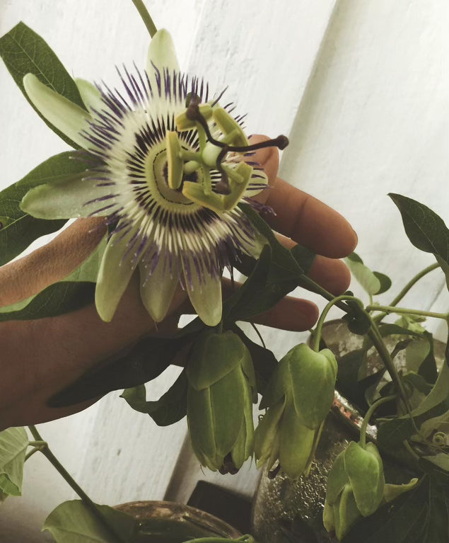 SMOOTH OPERATOR / Unfolding Face, Eye + Brow Contour Serum / Zero Essential Oils