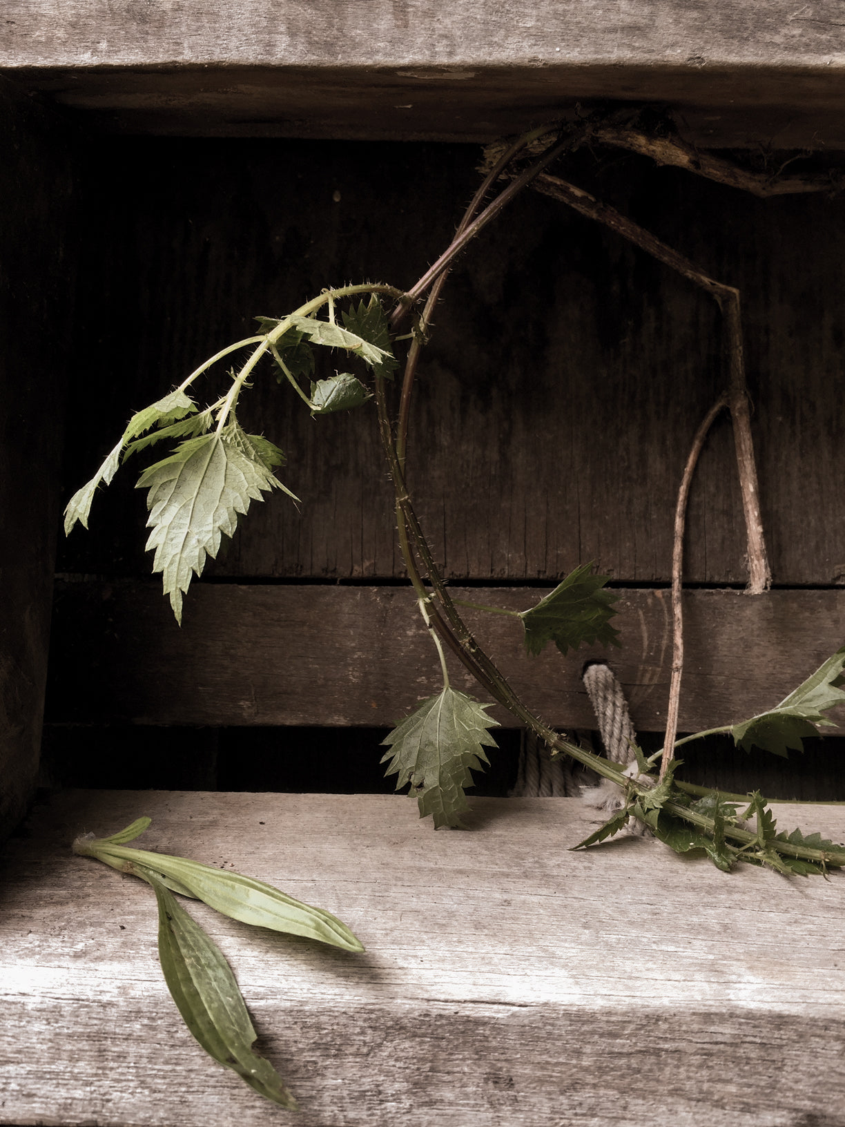 THE HUMBLE NETTLE / URTICA DIOICA