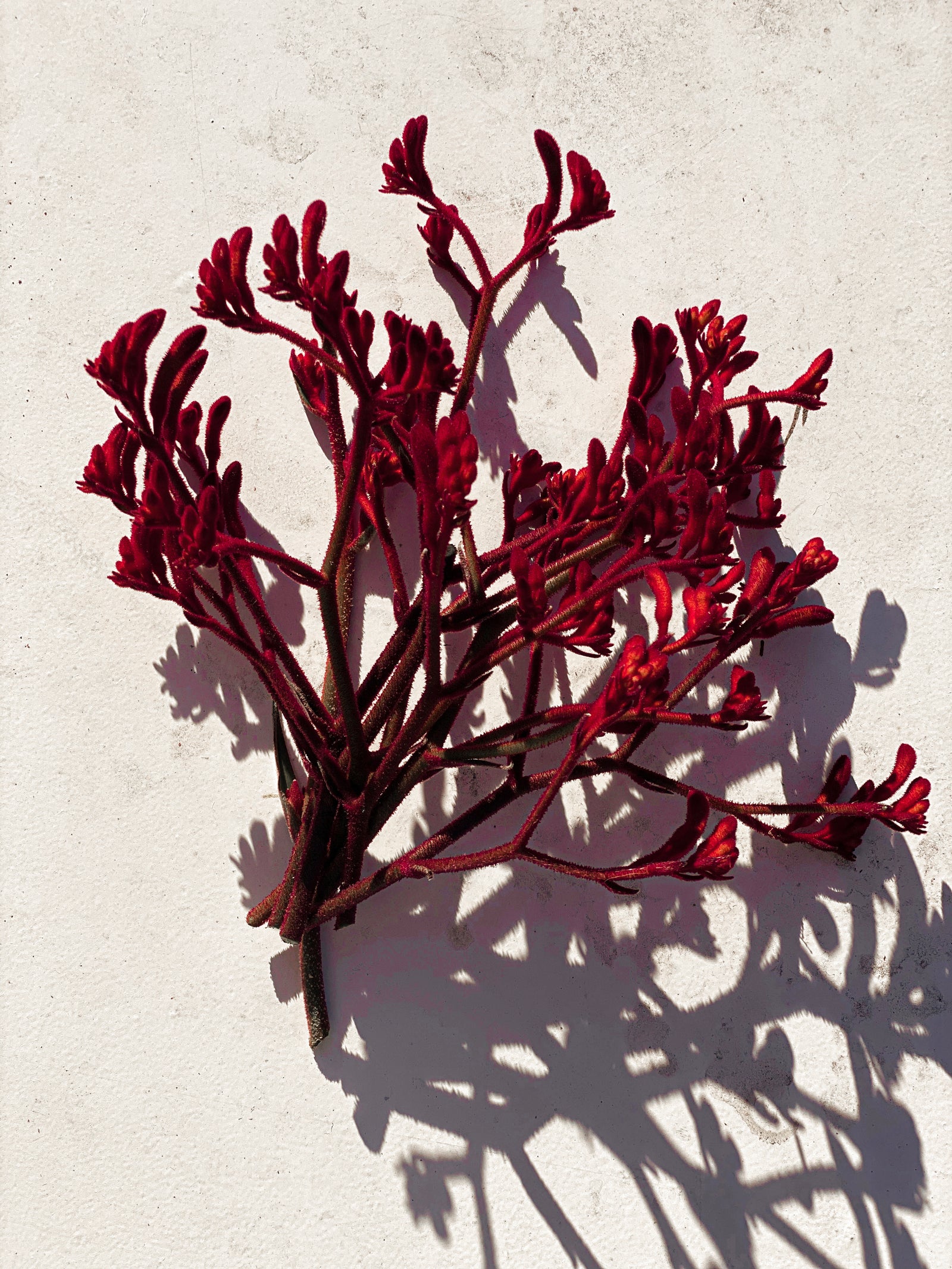 KANGAROO PAW / The Natural Face Lift.