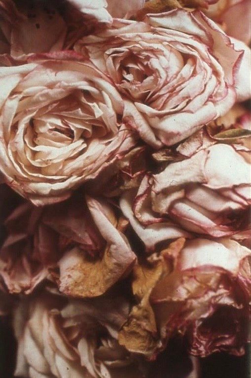 NATURAL ROSE LIP POLISH / Edible Plumping Conditioner