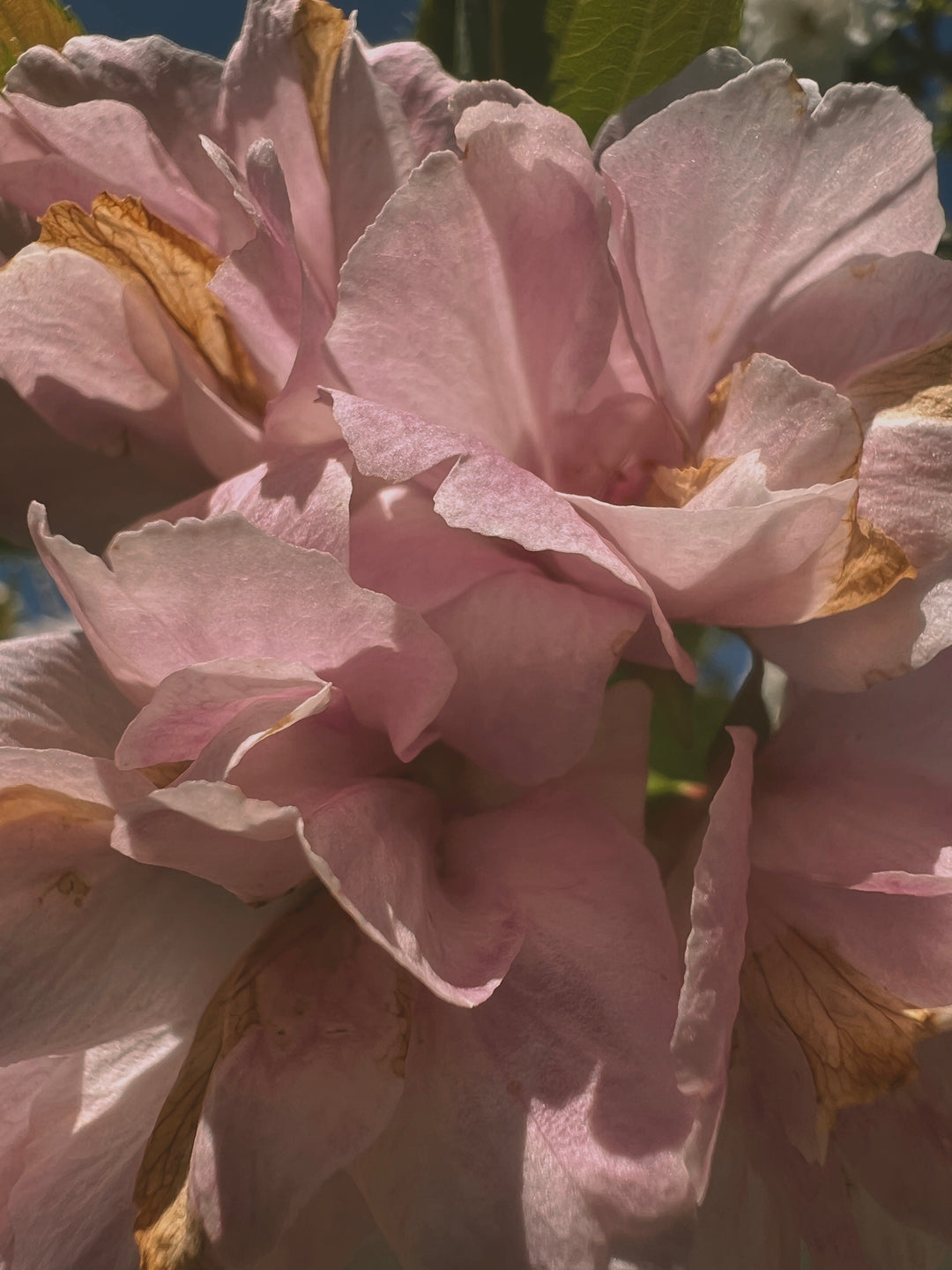 NIGHT MILK CONTOUR BALM / Rejuvenating Face Refine