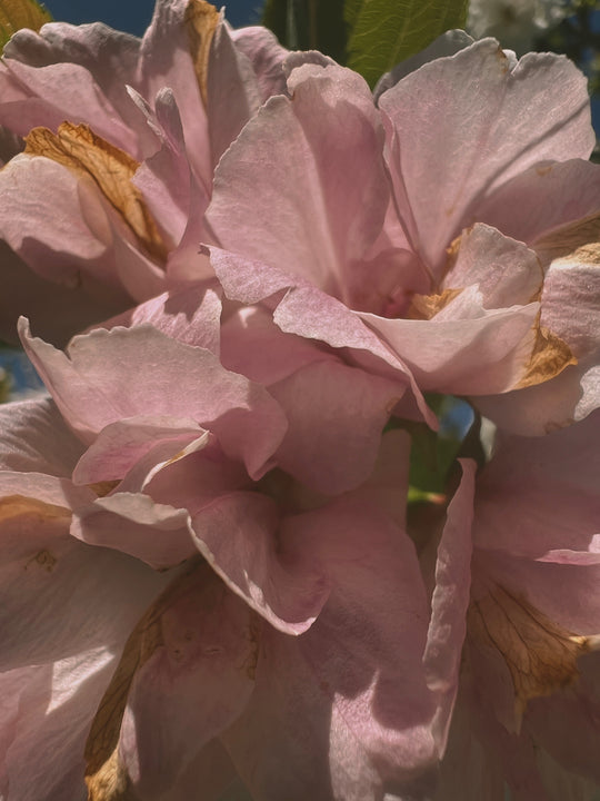 NIGHT MILK CONTOUR BALM / Rejuvenating Face Refine