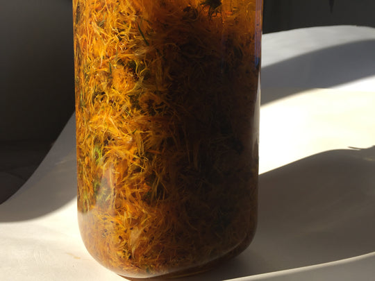 CALENDULA MYRRH COMPOSITUM / Wound + Scar Oil