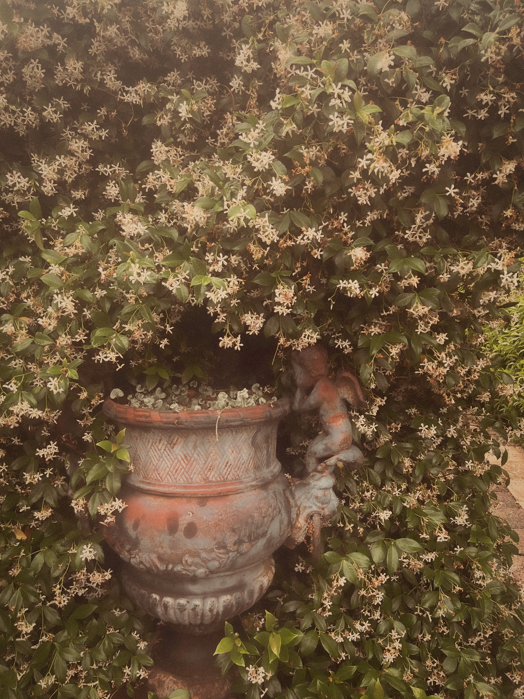 HYDRATE WATERMELON / JASMINE MINERAL WATER / Rejuvenating Face + Neck Tonic